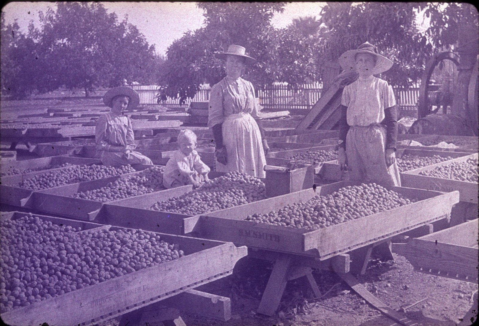Three women and a child sorting walnuts in drying trays at Smith Ranch, La Habra