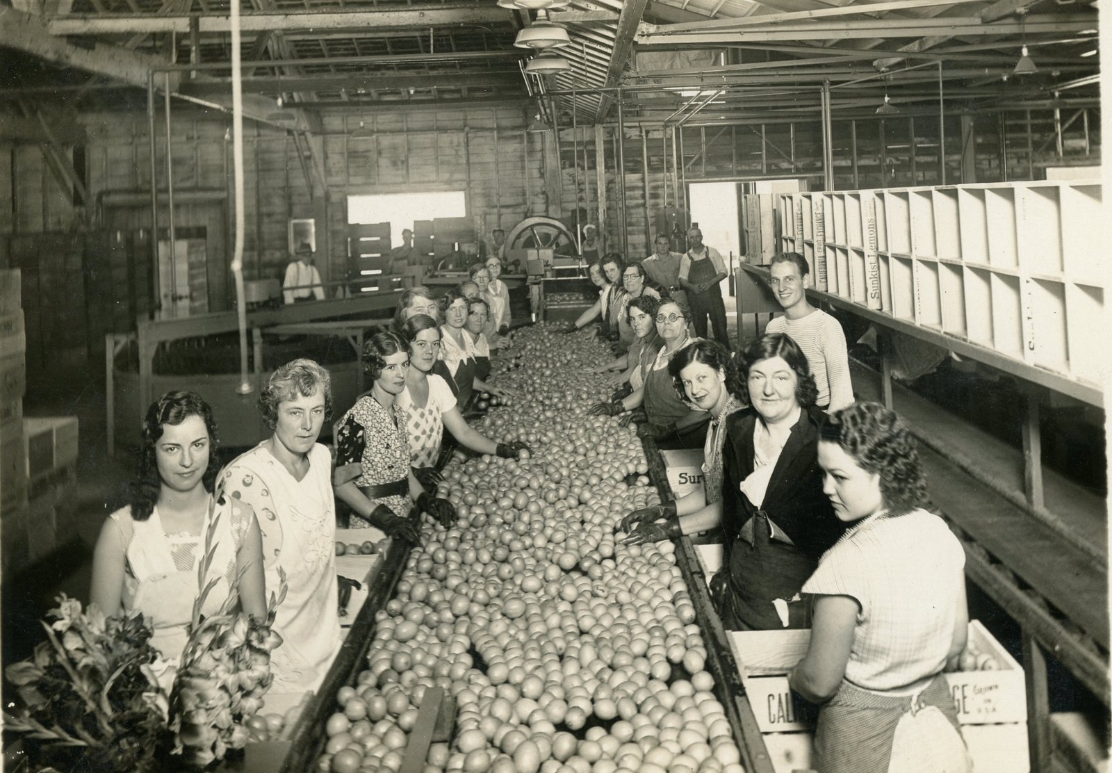 Orange sorting at the Sunkist Packing House, La Habra