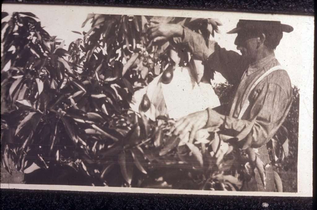 Image of George Beck picking avocados (from L.A. Times, article on Garden of fruit, Beck Ranch).