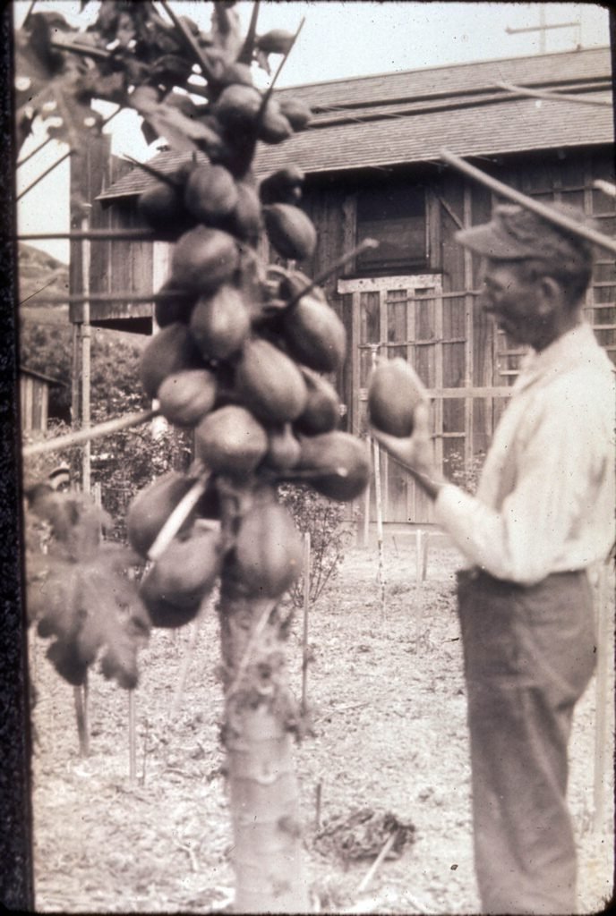 George W. Beck with papaya tree near Kashlan Road in La Habra Heights, Calif. Beck also had a ten acre ranch called "The Garden of Fruits" in La Habra, on North Cypress Street. There he grew the first commercial avocados in Orange County, as well as many varieties of sub-tropical fruit. Photograph probably taken between 1910 and 1927