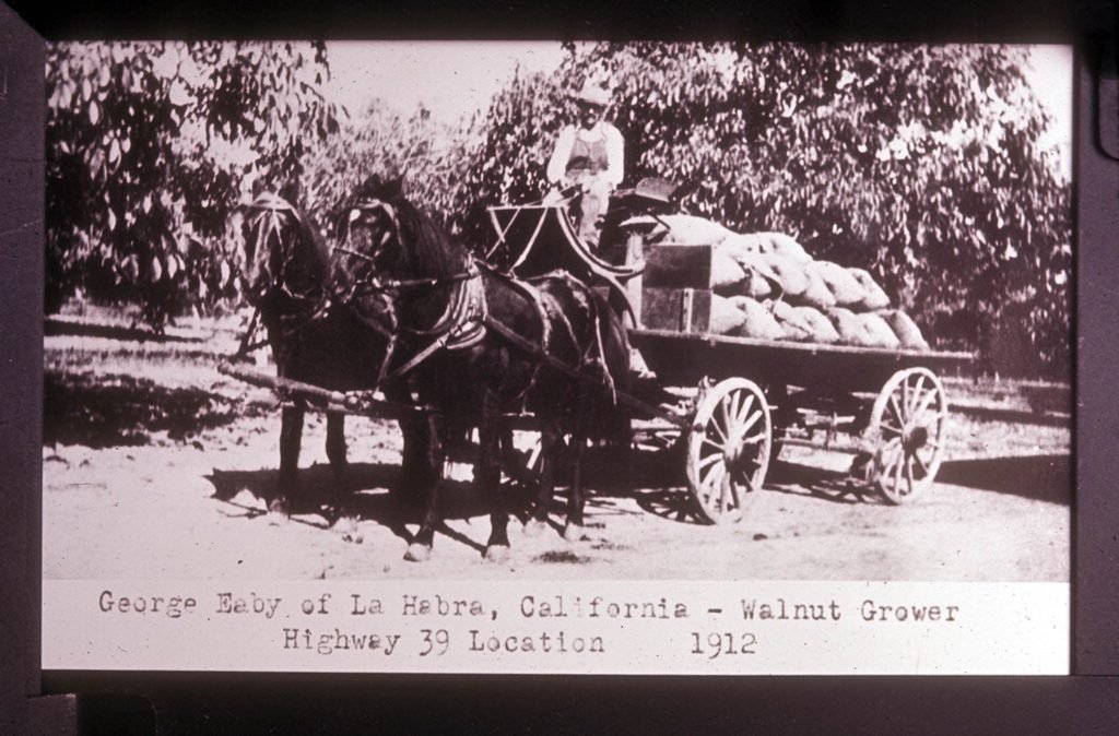 George Eaby takes a wagon full of walnuts to the Des Moines Station packing house, near where the present-day Beach Boulevard crosses the railroad tracks, La Habra, Calif., in 1912. Eaby grew walnuts at his ranch on the east side of Beach Boulevard.