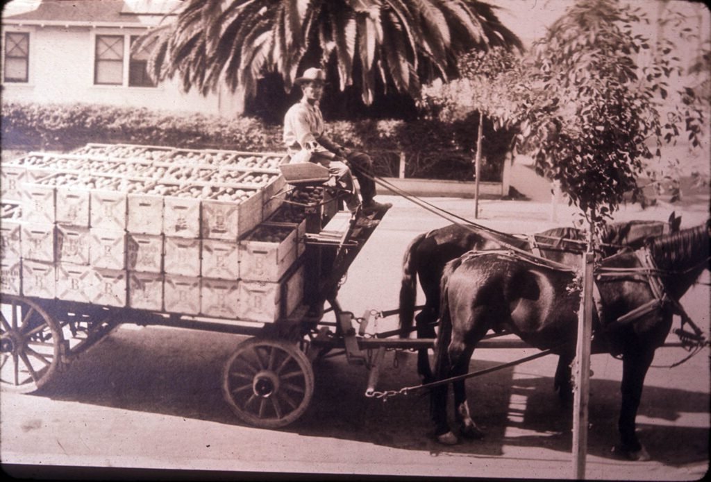 Riley "Bud" Warne hauling a load of citrus, worth $220, from La Habra, Calif., to Fullerton, Calif. packing house. Warne was a well-known local citrus hauler. Photograph date unknown.