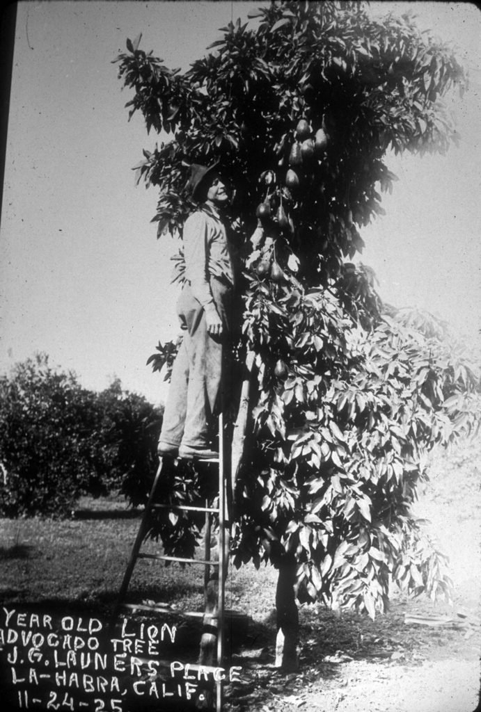 Image of John Launer standing on a ladder in front of his producing Lyon variety avocado tree.
